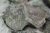 Ten Pyrite Replaced Brachiopod (Paraspirifer) Fossils - Ohio - #129609-6